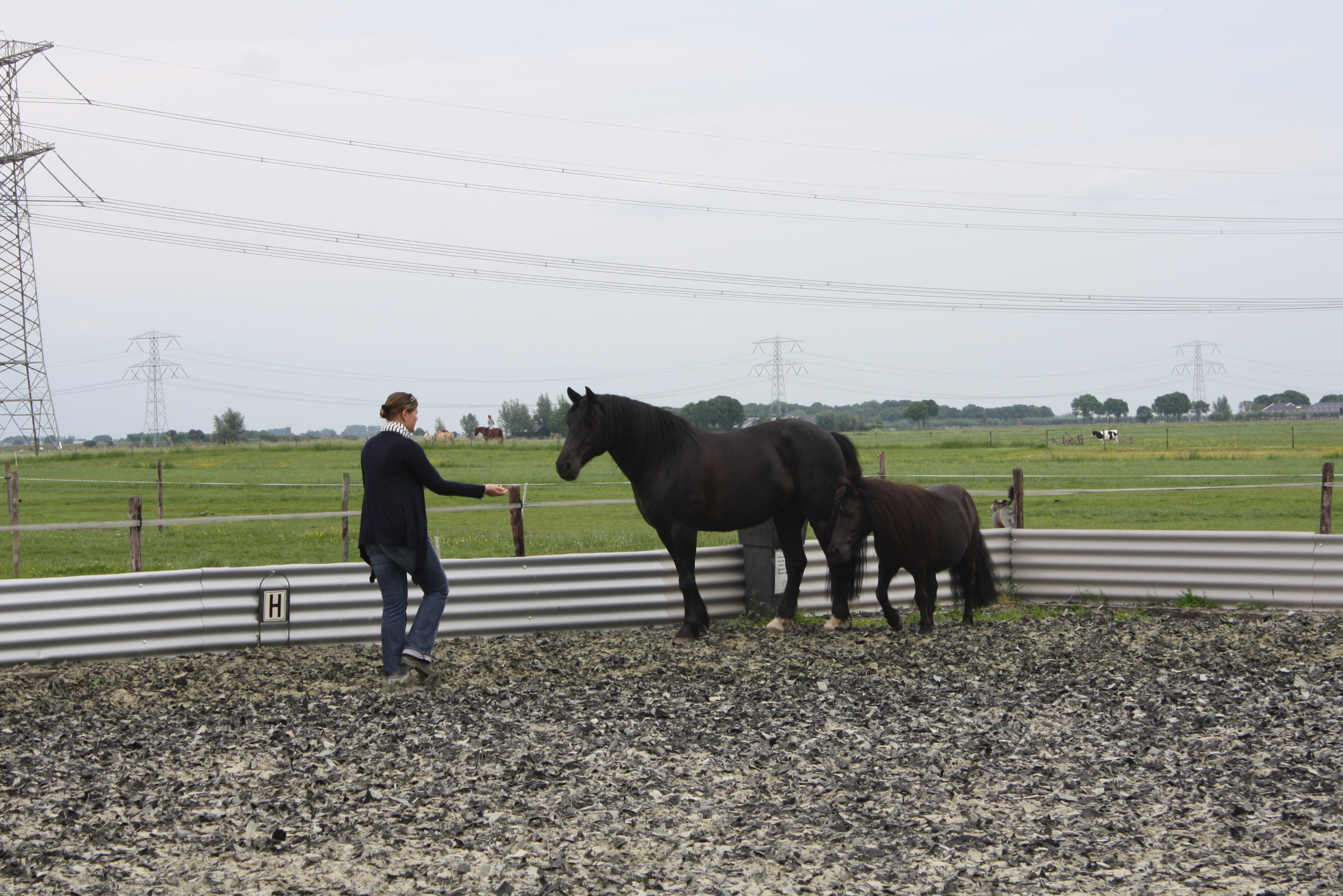 Bij Paardencoaching ontmoeten paard en deelnemer elkaar en krijgt de deelnemer in korte tijd antwoord op zijn leervragen.